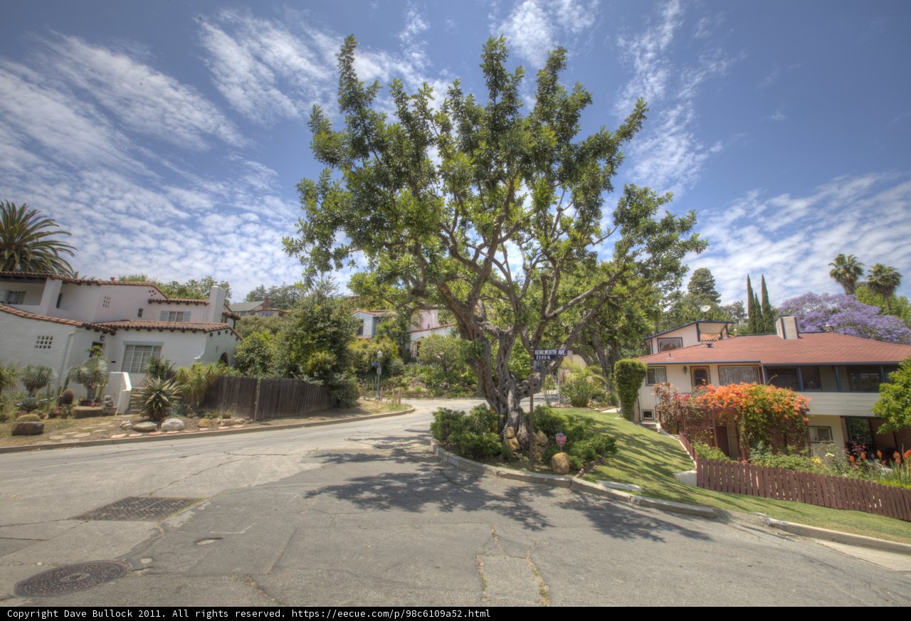 Majestic Tree in a Suburban Neighborhood