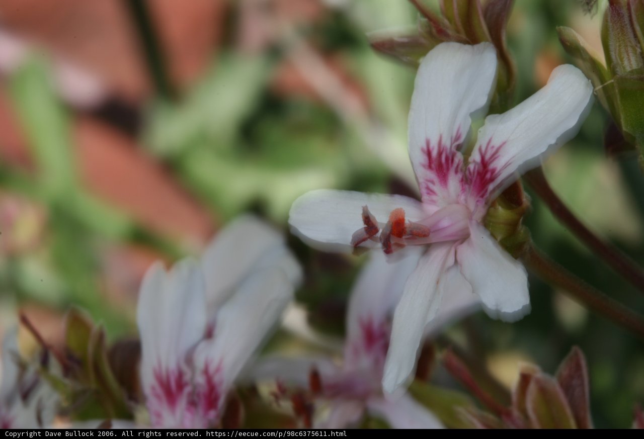 A Radiant Geranium in Full Bloom
