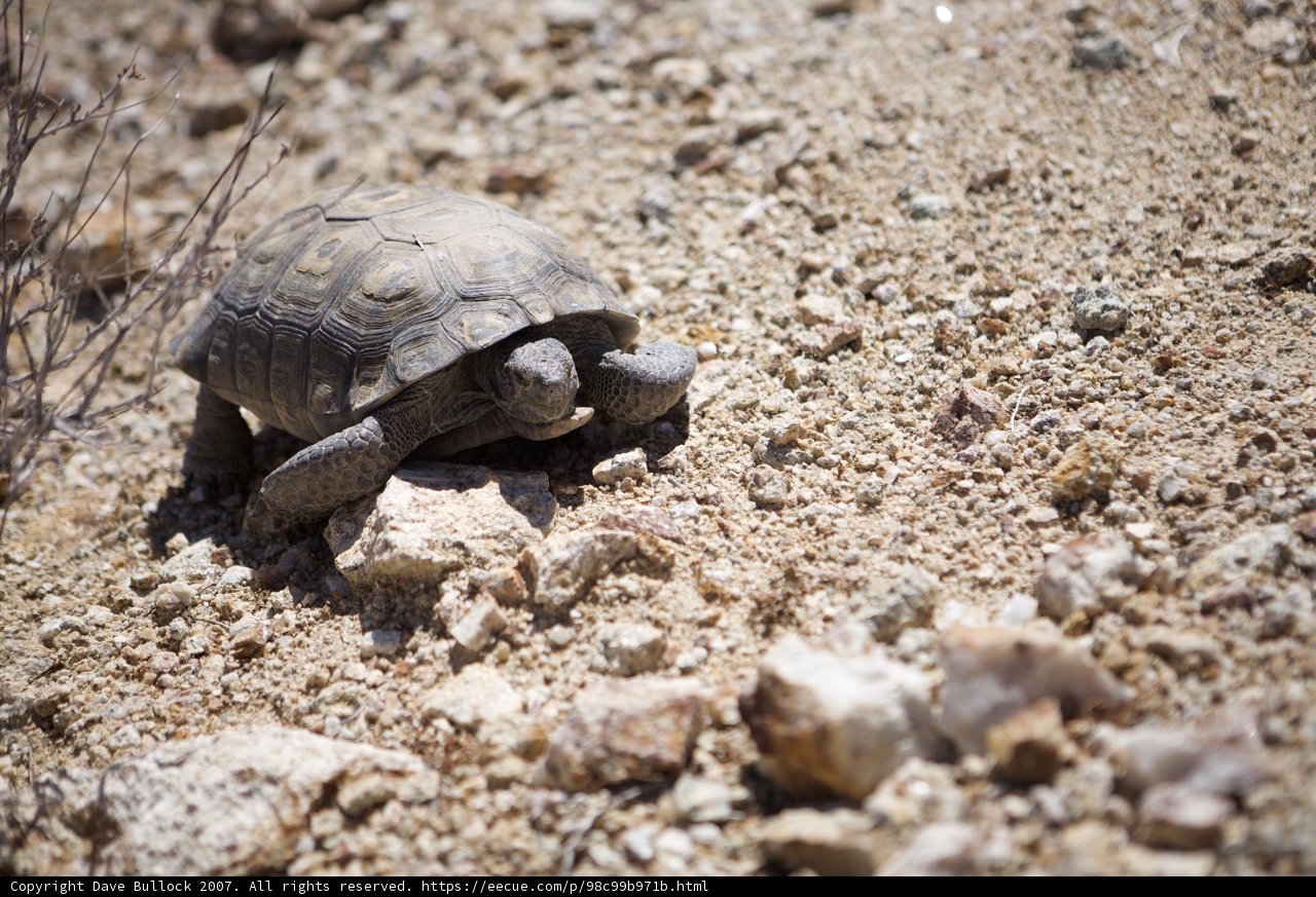 Slow and Steady in the Desert