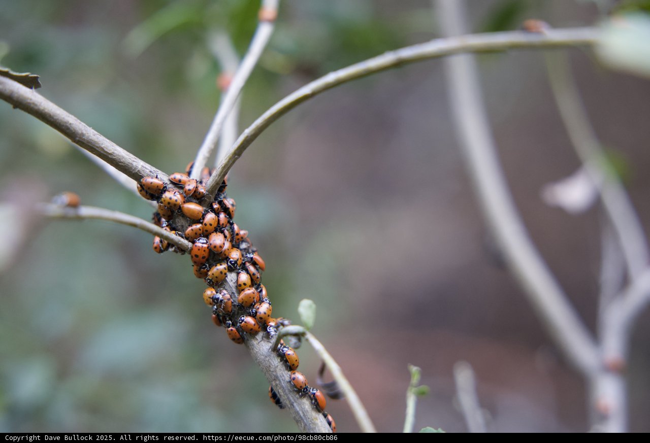 Ladybug Gathering on Huckleberry Trail