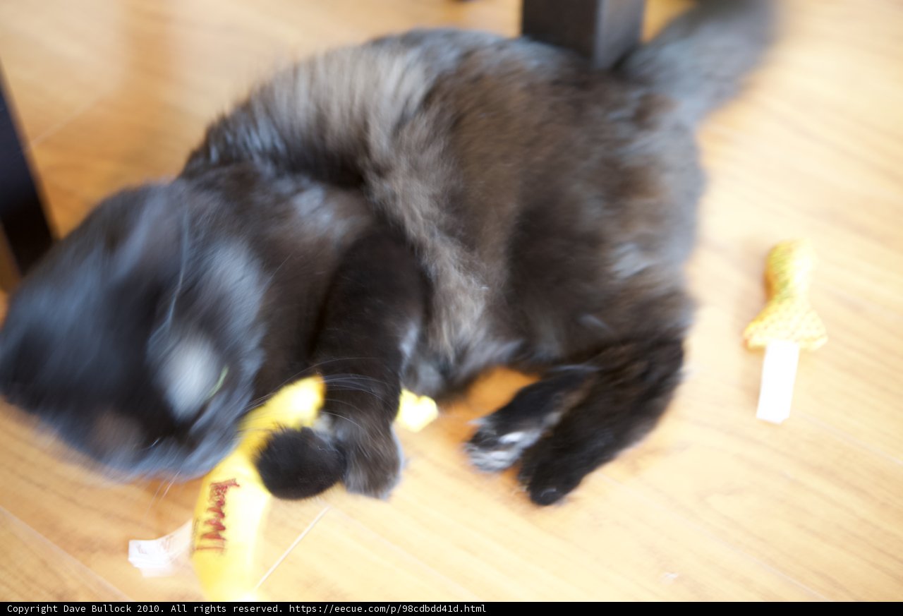 Feline Shenanigans on Hardwood Floor