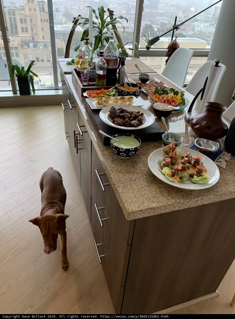Hungry Pooch Eyes the Feast