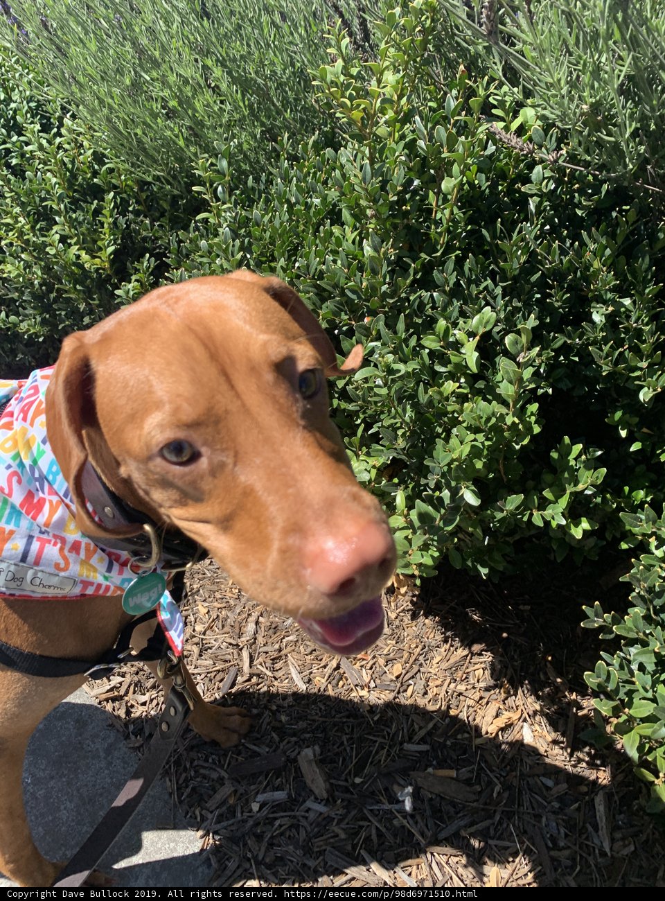 Colorful Canine in the Foliage