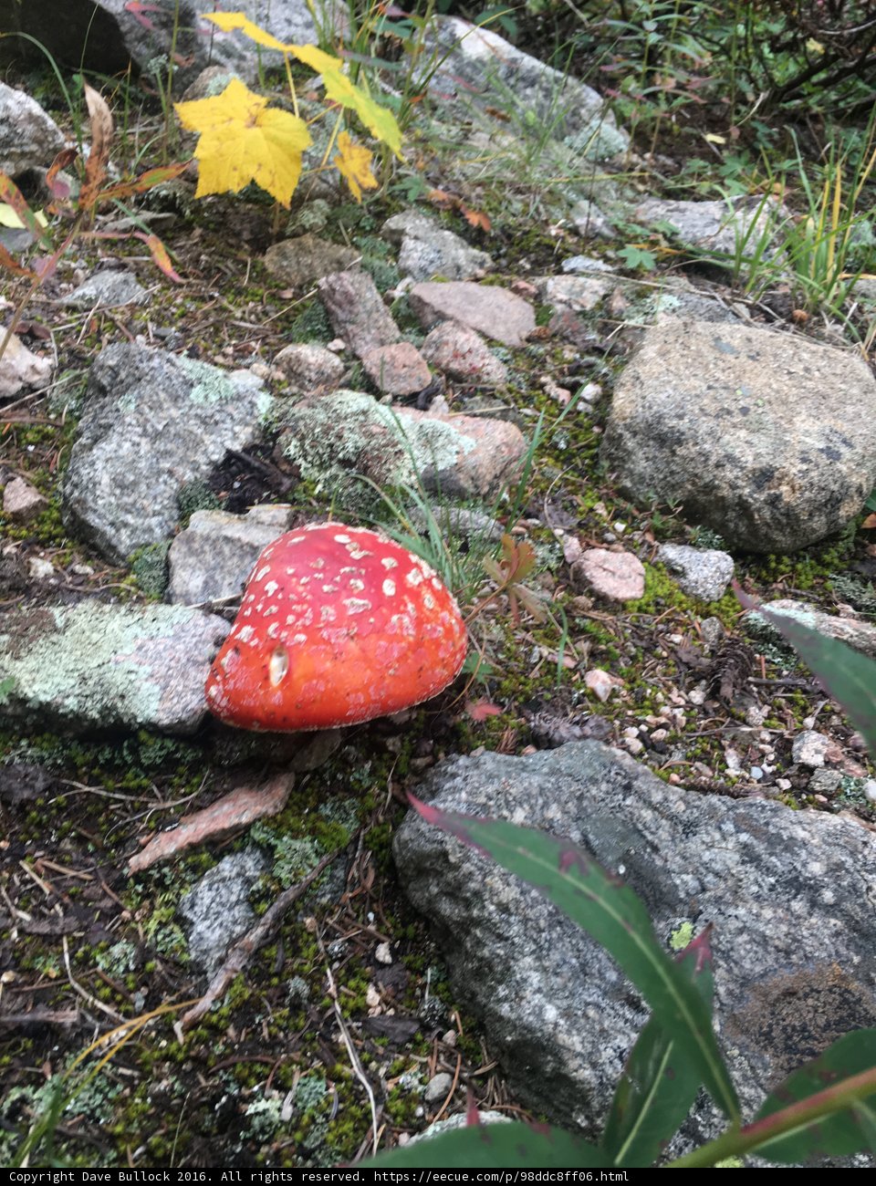 Amanita Agaric Mushroom in Santa Fe National Forest