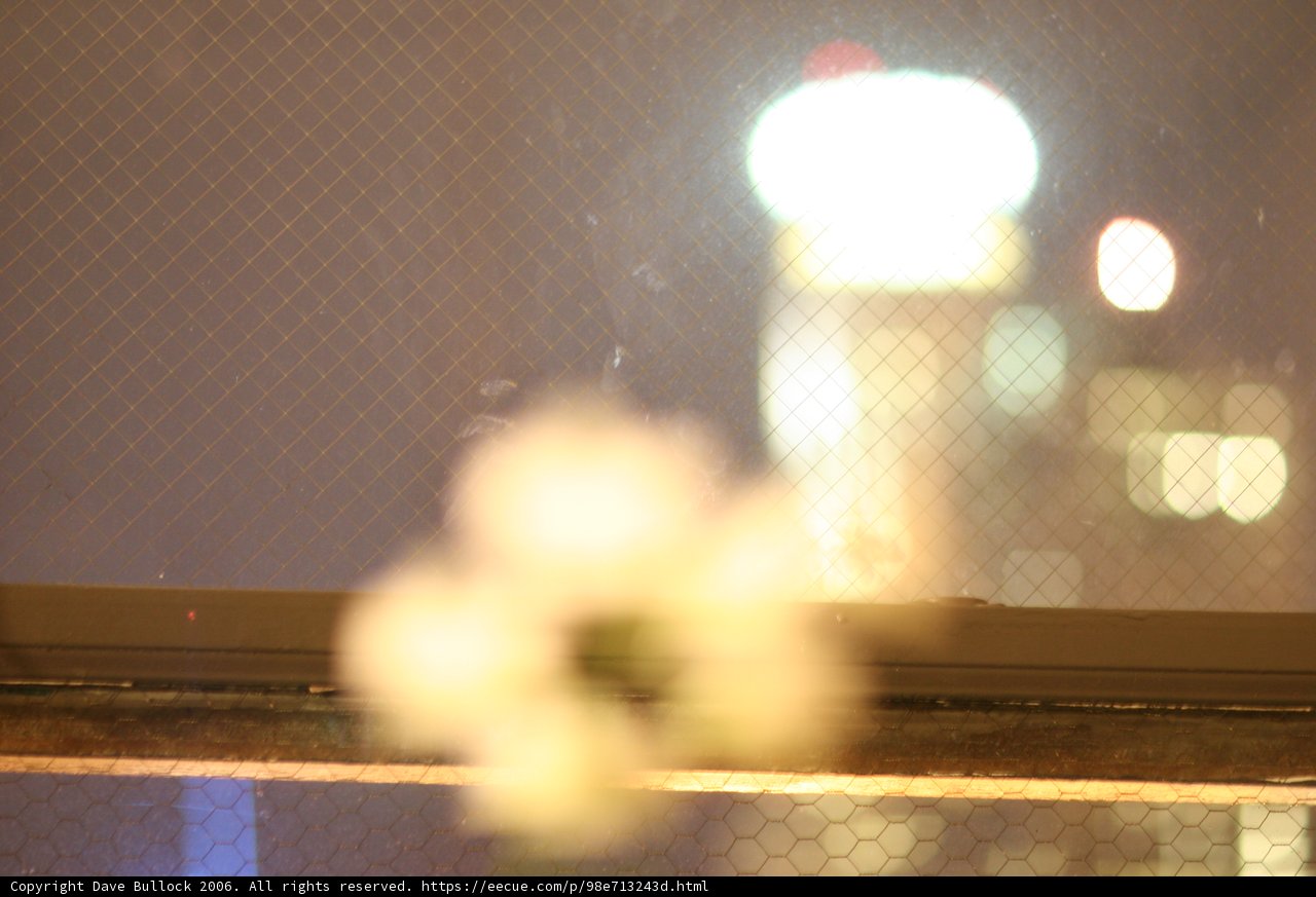 Flower in the Window