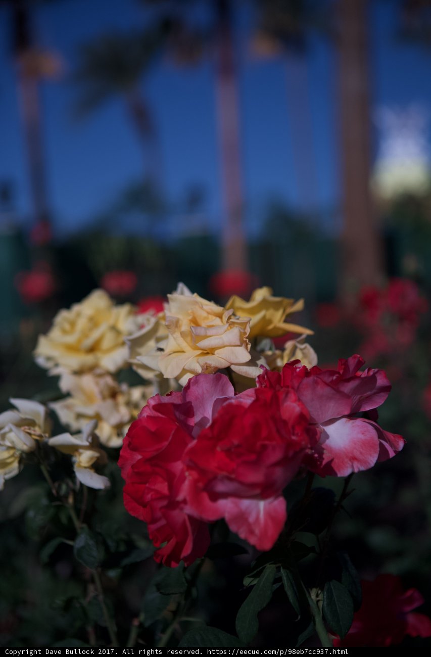 Beauty in the Desert