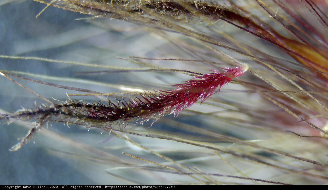 Crimson Bristles: Extreme Macro of Tiny Organism