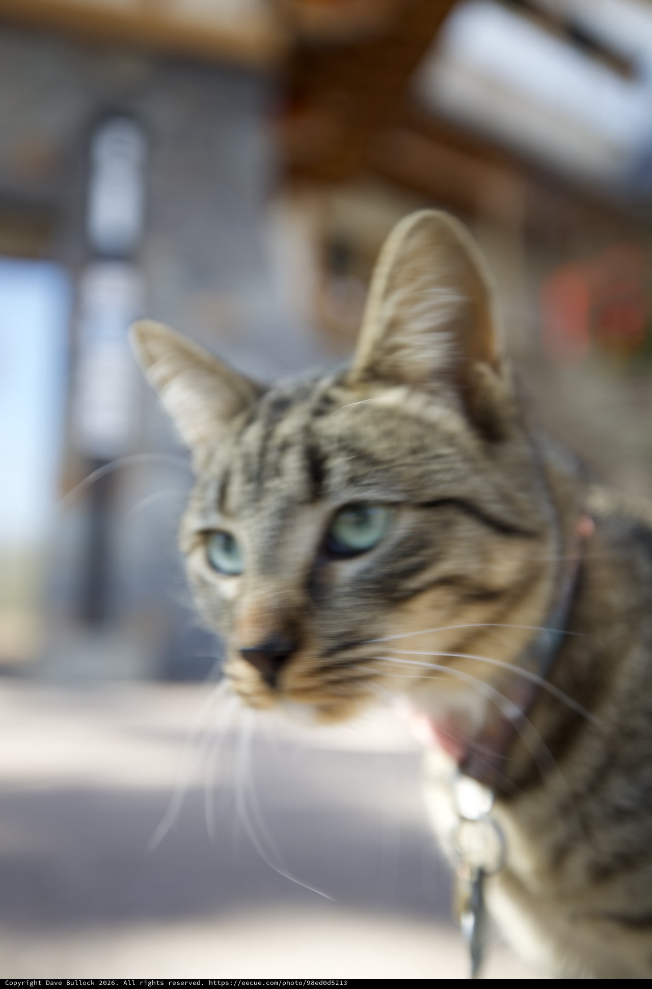 Tabby Cat with Striking Blue Eyes at Dinner Table