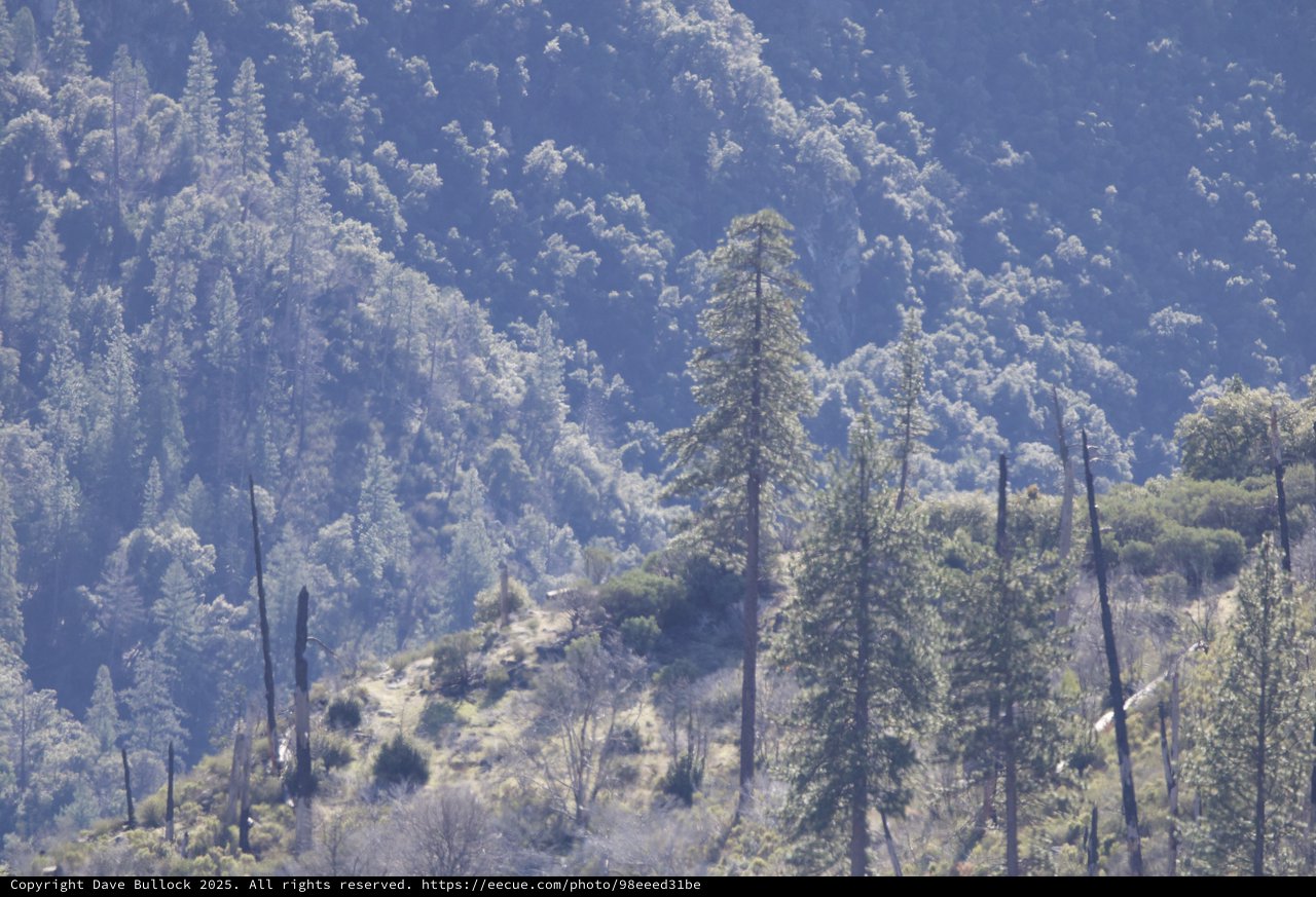 Forest Regeneration After Wildfire in Mountain Landscape