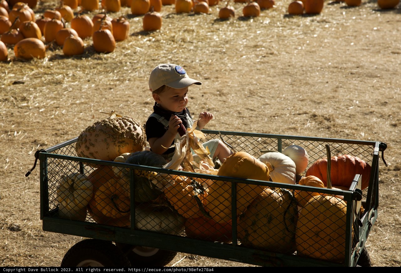 Harvest Joy: Little Explorer in the Pumpkin Patch