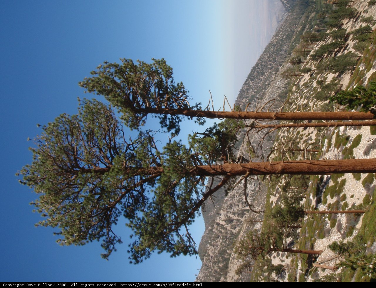 Majestic Trees in the Heart of the Mountain