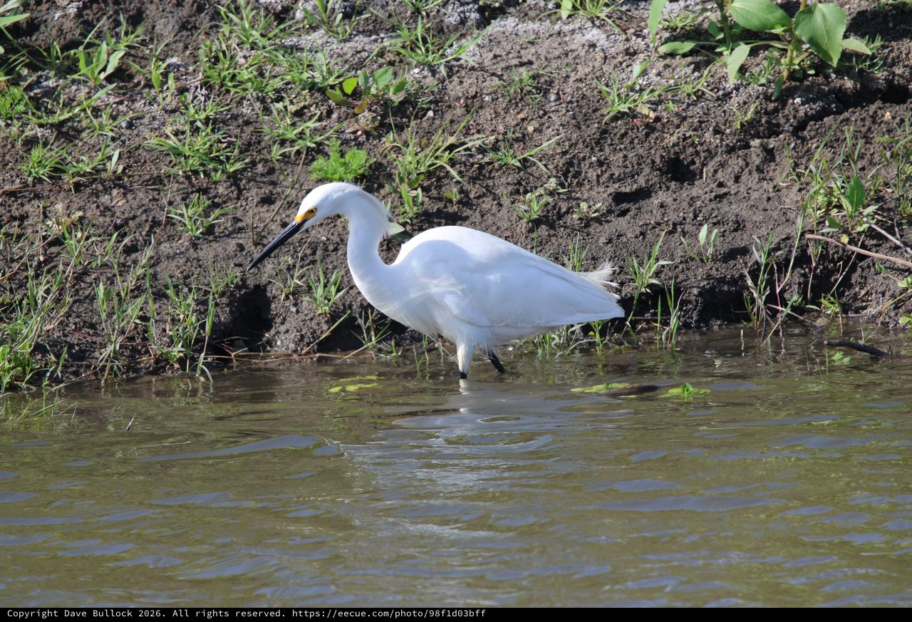 Snowy Egret Foraging in Shallow Wetland Waters