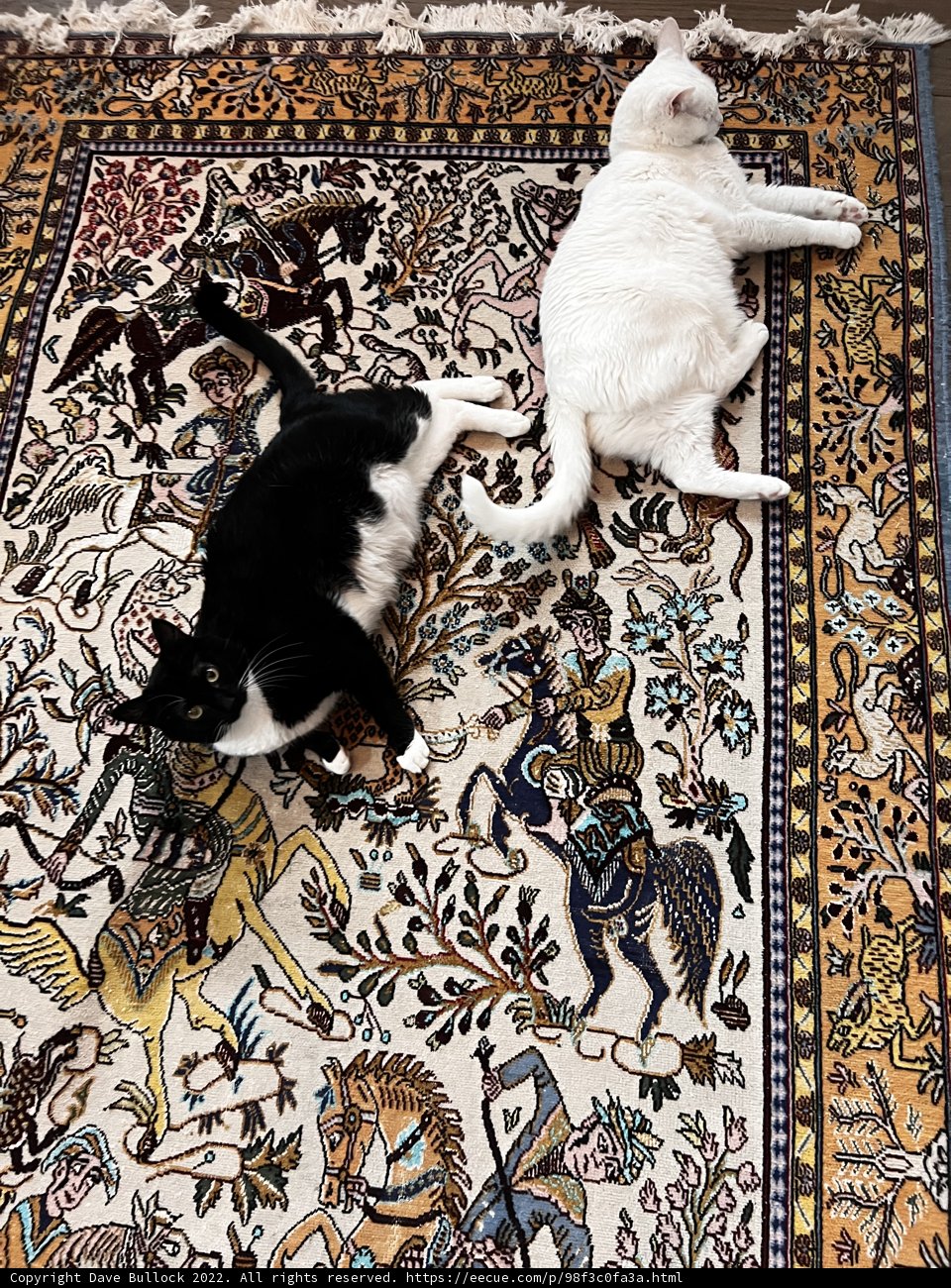 Feline Friends on a Moroccan Rug