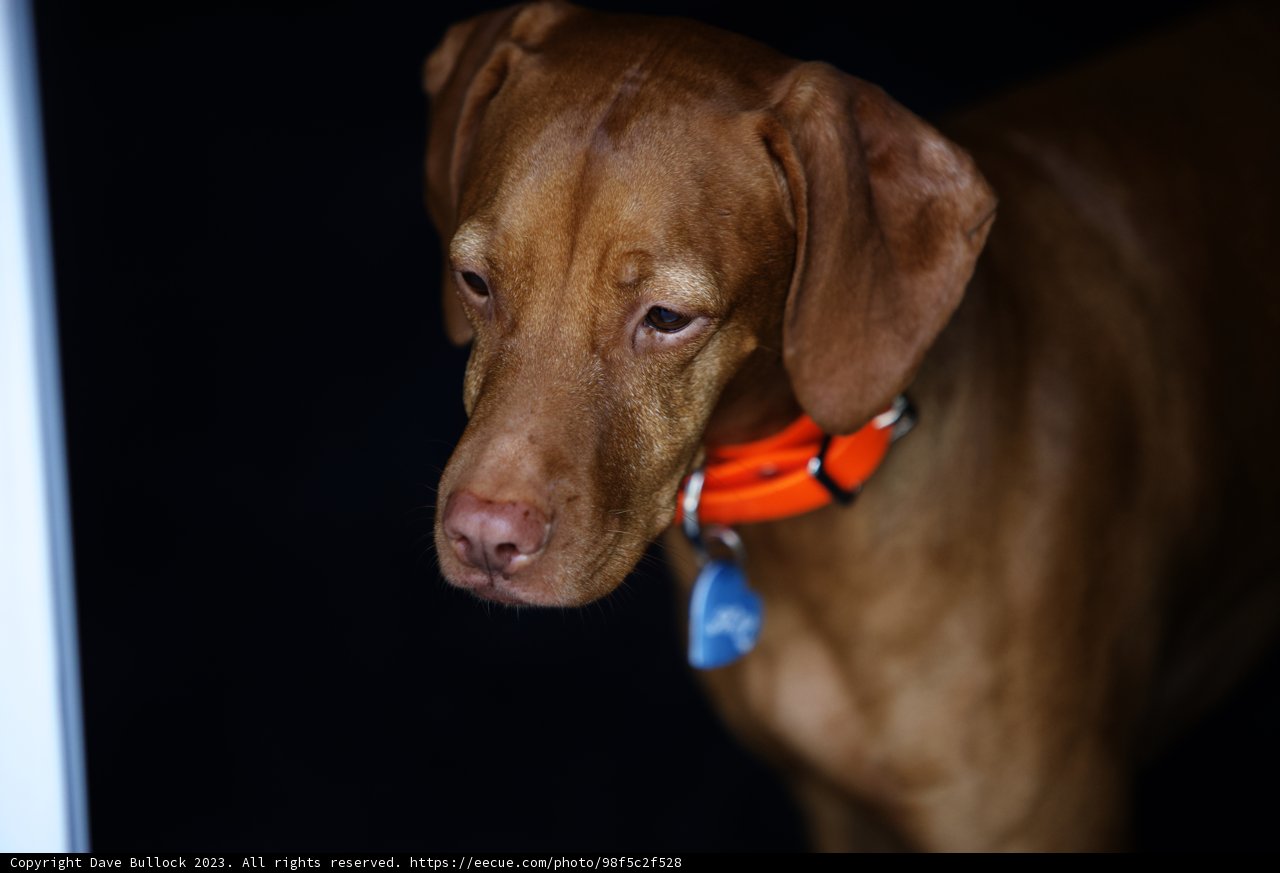 Meet Our Playful Companion at Carmel Valley Ranch