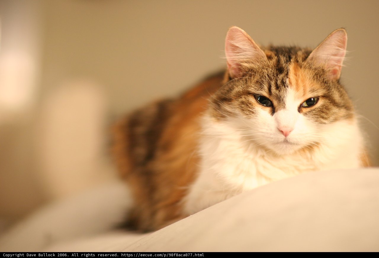 The Lazy Cat
