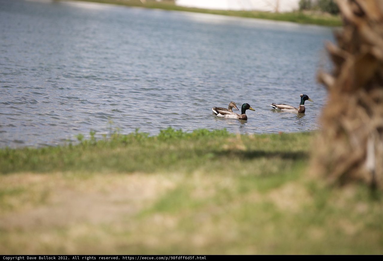Ducks enjoying a serene afternoon by the pond