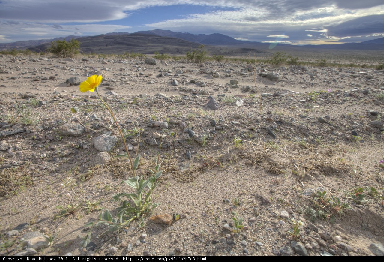 A Yellow Oasis in the Desert
