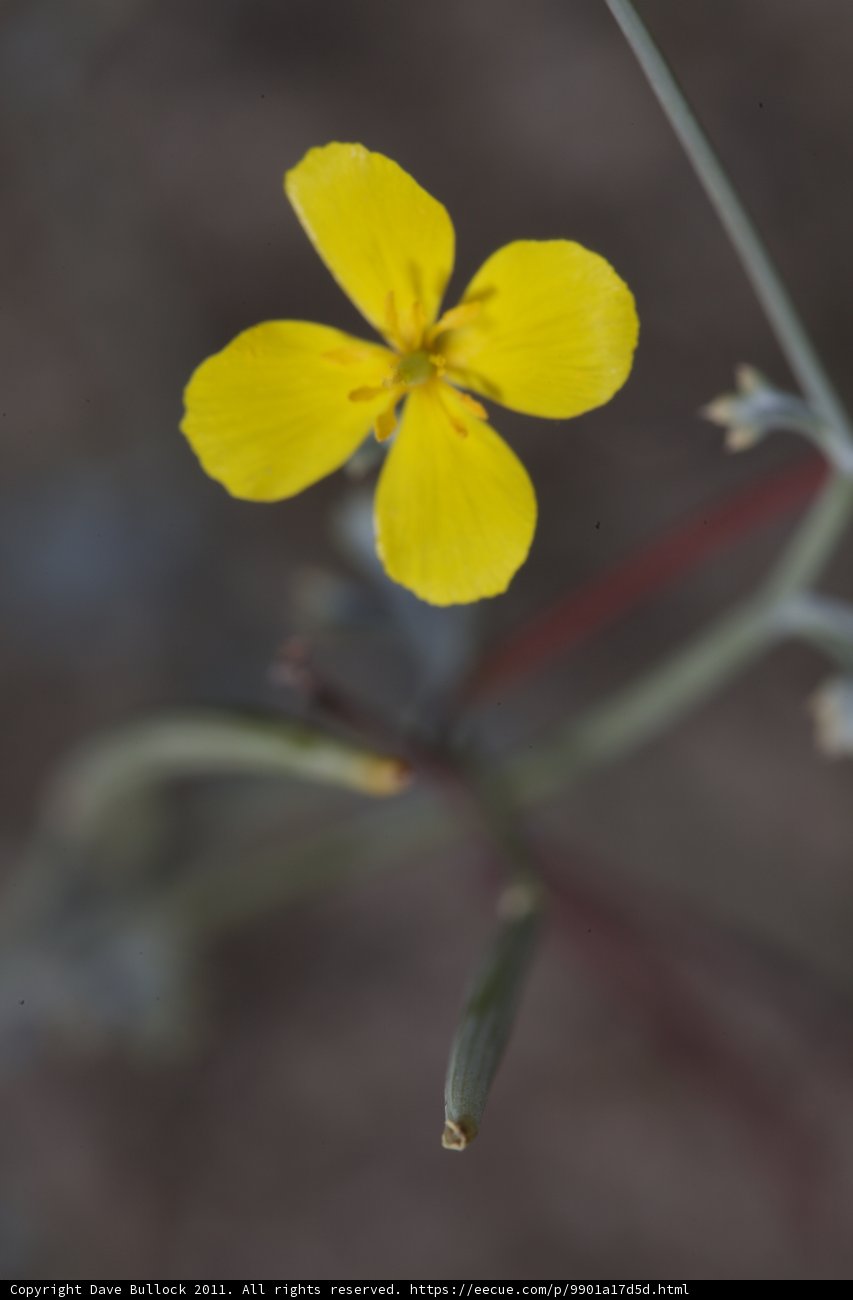 A Burst of Sunshine in the Desert