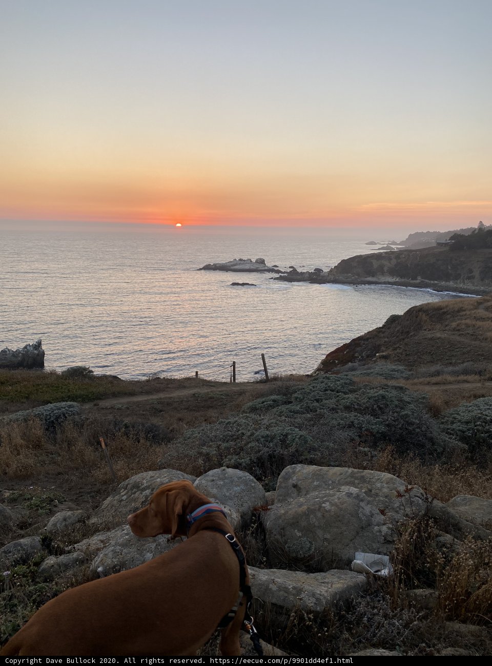 Dog watching the sunset over the Pacific Ocean