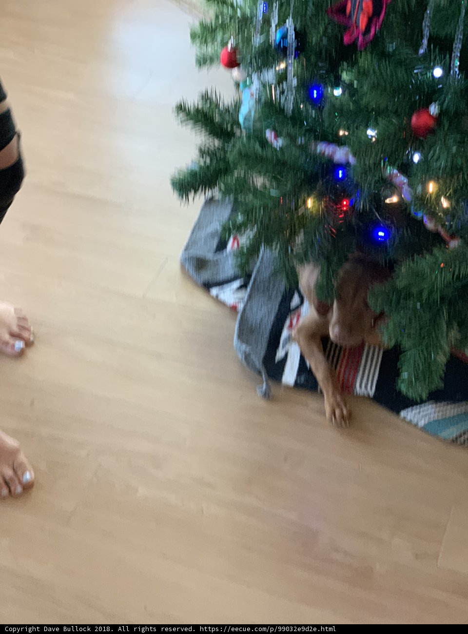Festive Family and their Furry Friend