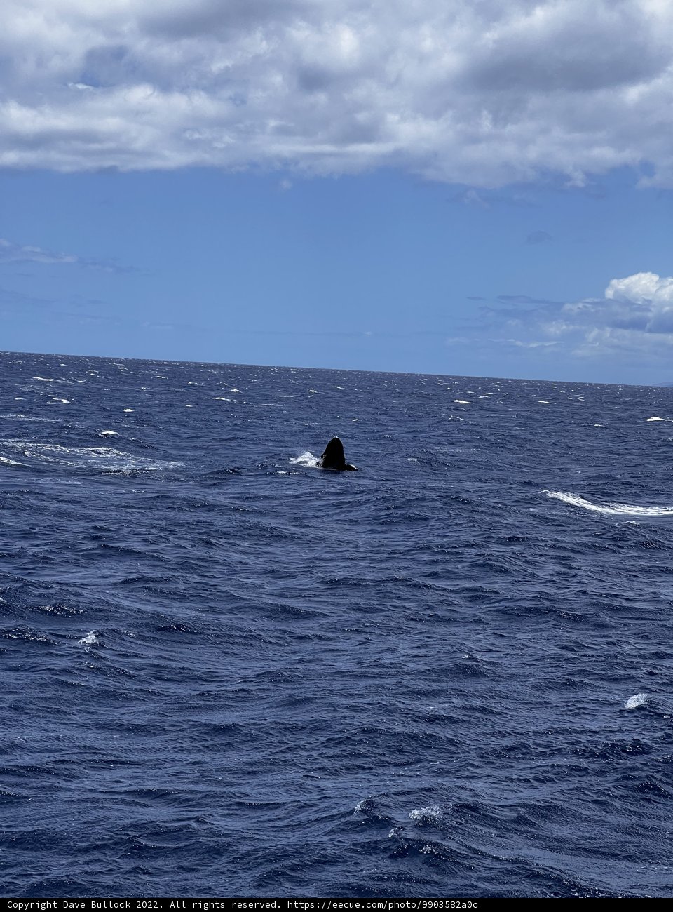 Majestic Humpback Whale in the North Pacific Ocean
