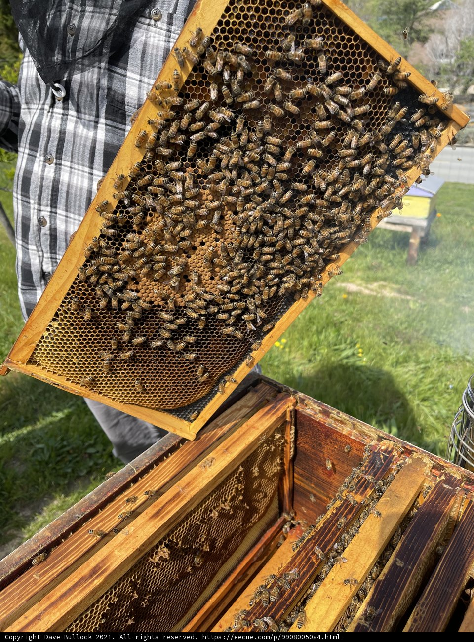 Beekeeping in Carmel