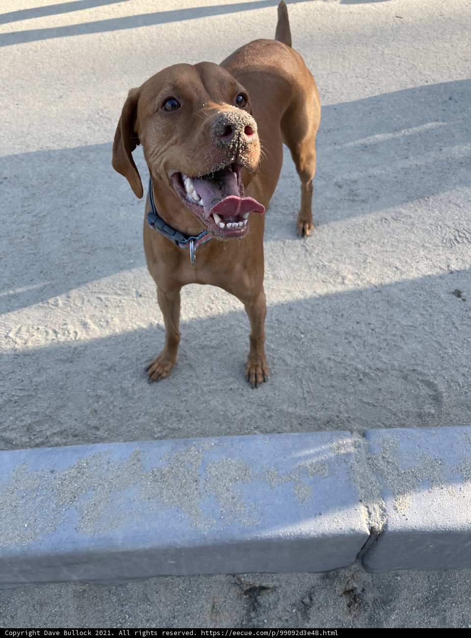 Tongue Out in the Park