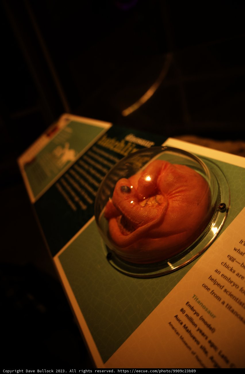 A Curious Showcase at the California Academy of Sciences
