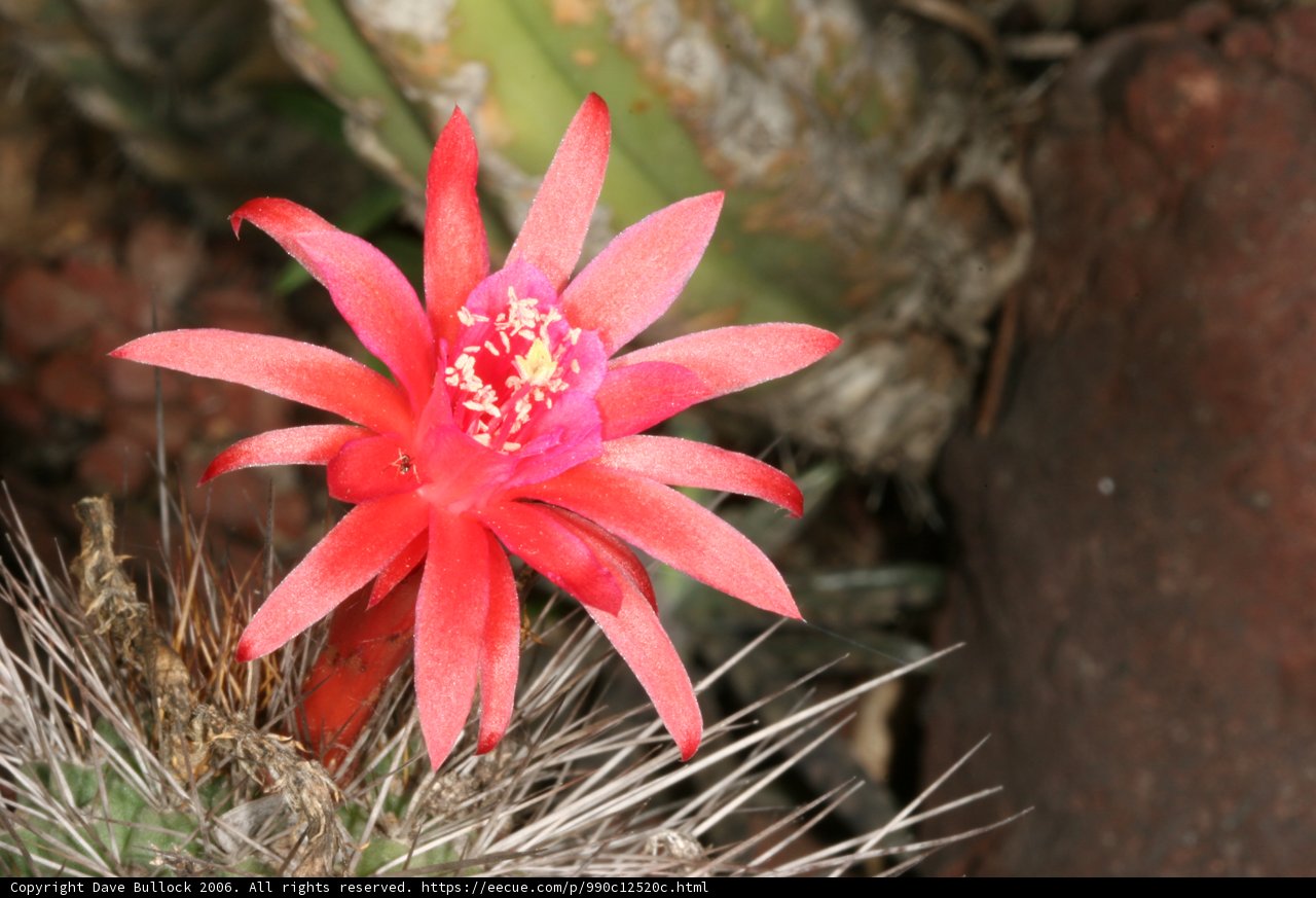 Blooming Cactus