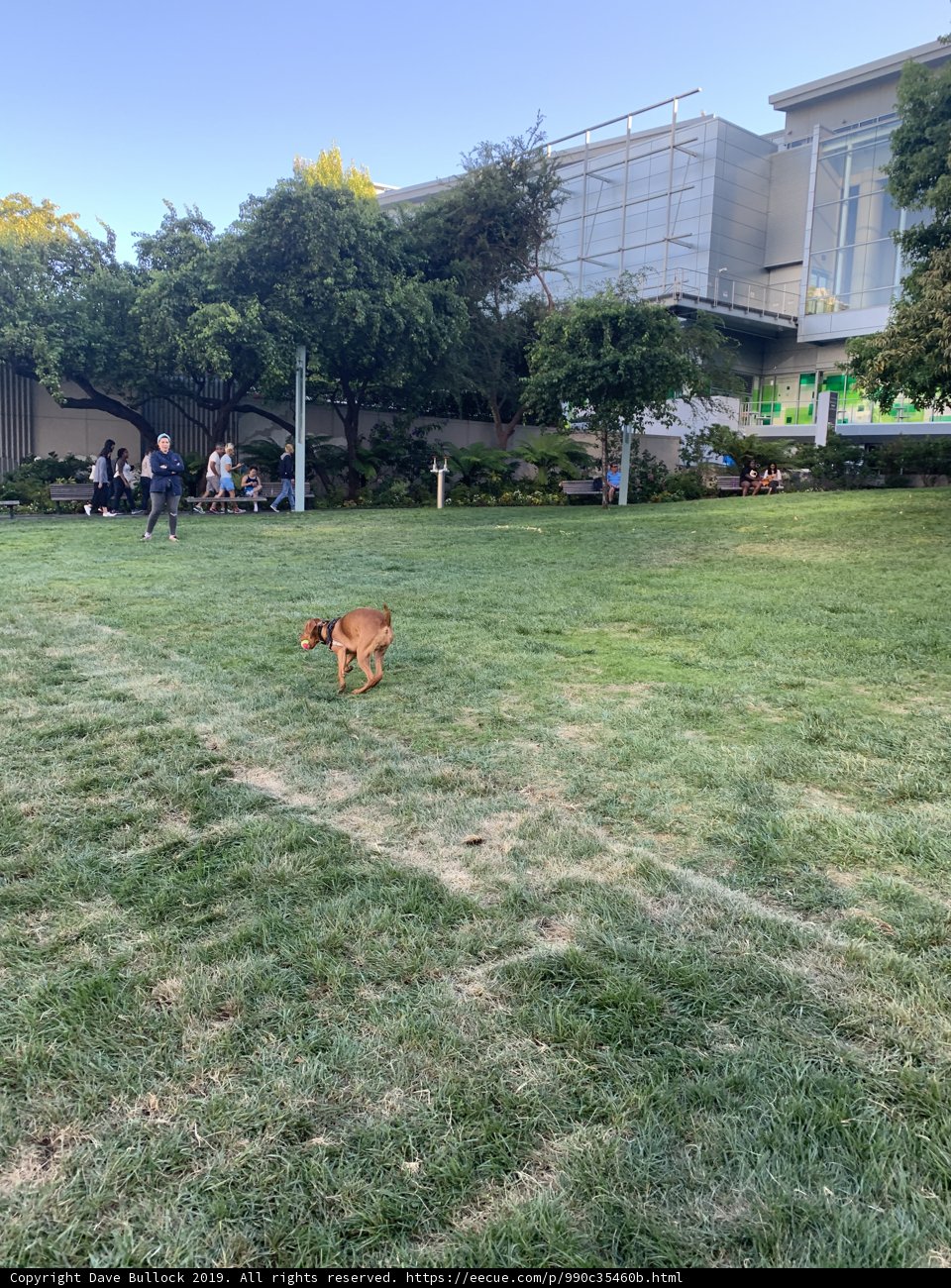 A Playful Pup in the Park