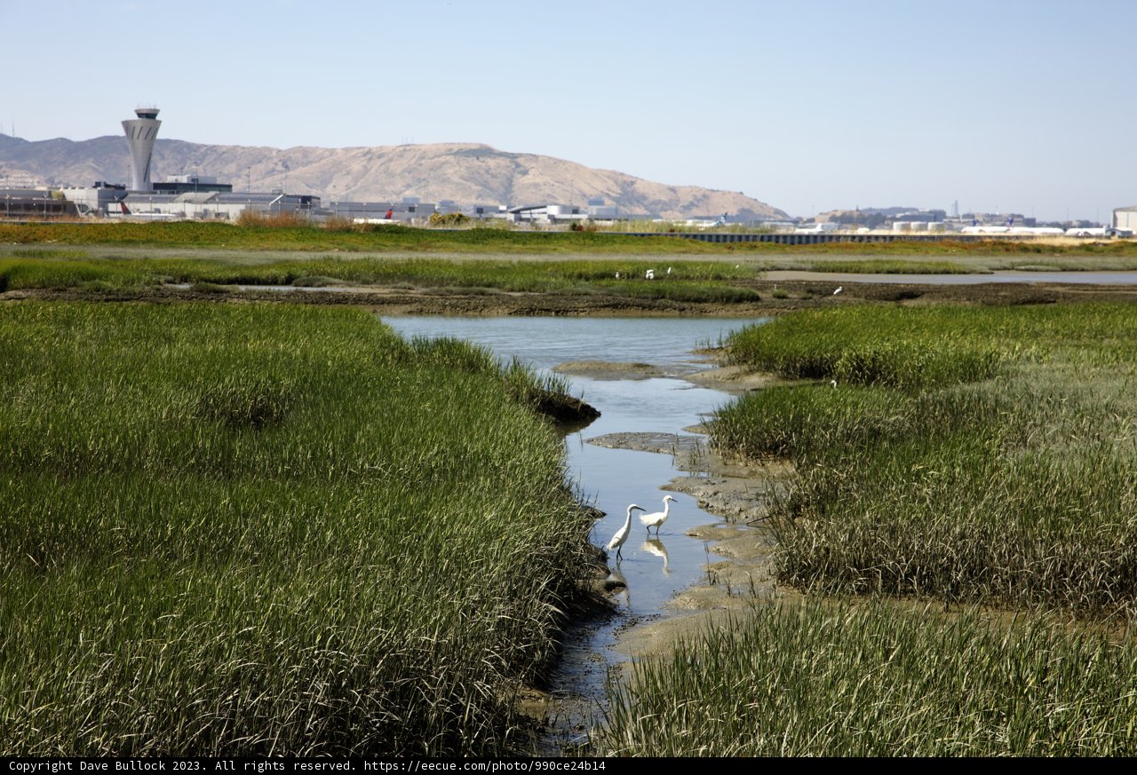 Serenity at Bayfront Park, Millbrae: A Diverging Symphony of Birds & Planes