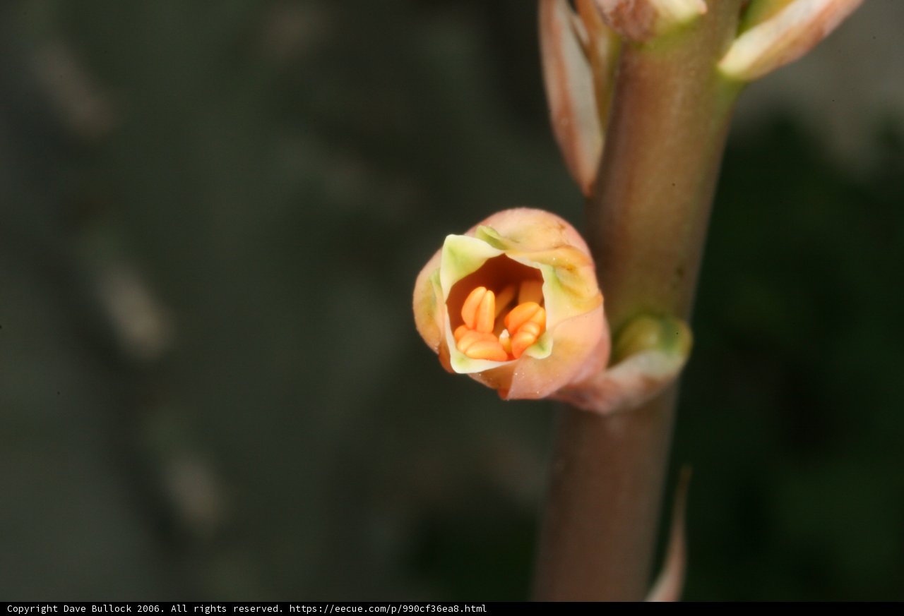 Growing Beauty