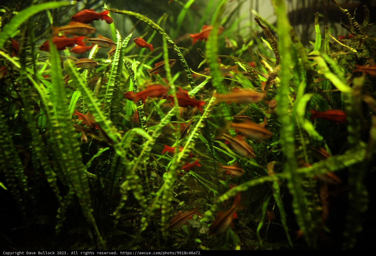 Vibrant Underwater Oasis