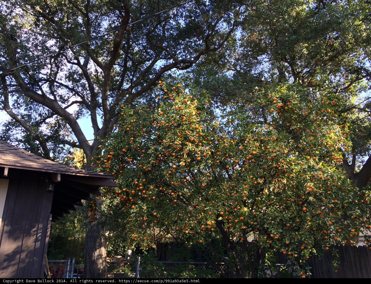 Bountiful Oranges on a Tree