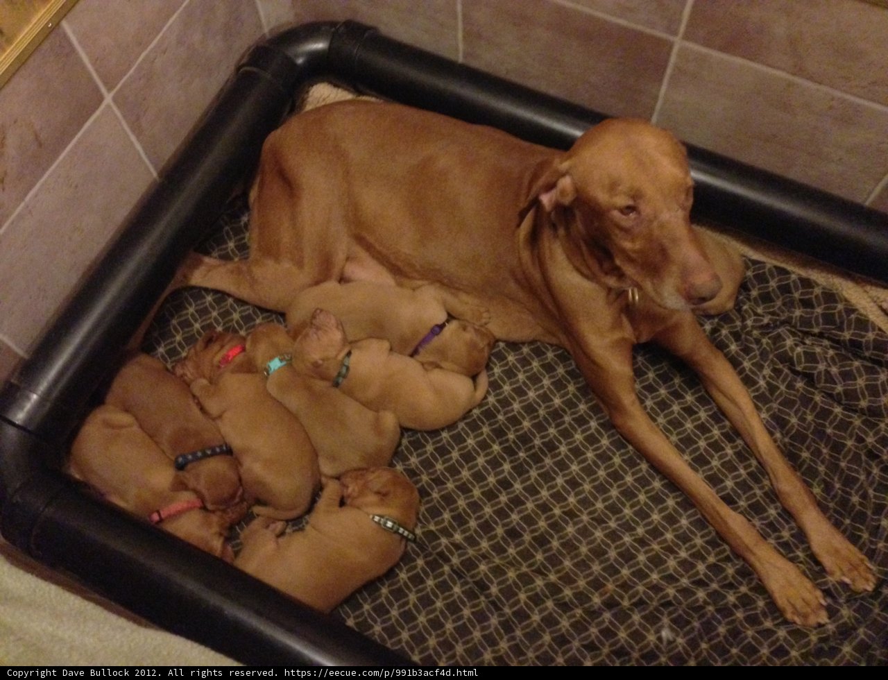 A Litter of Vizslas