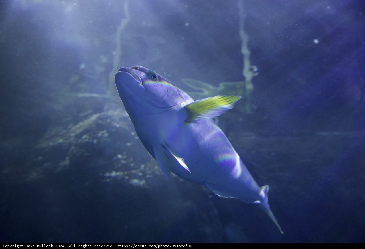 Sunny Serenity Underwater: Aquatic Ballet in the Aquarium