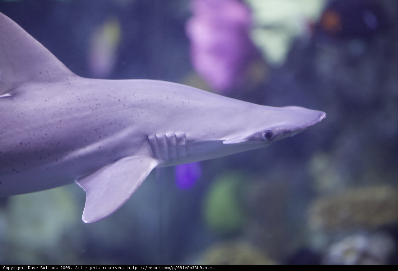 Hammerhead Shark in Aquarium