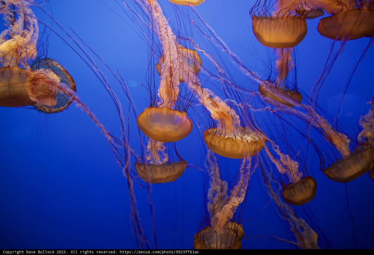 Ballet of the Deep: Jellyfish in Motion