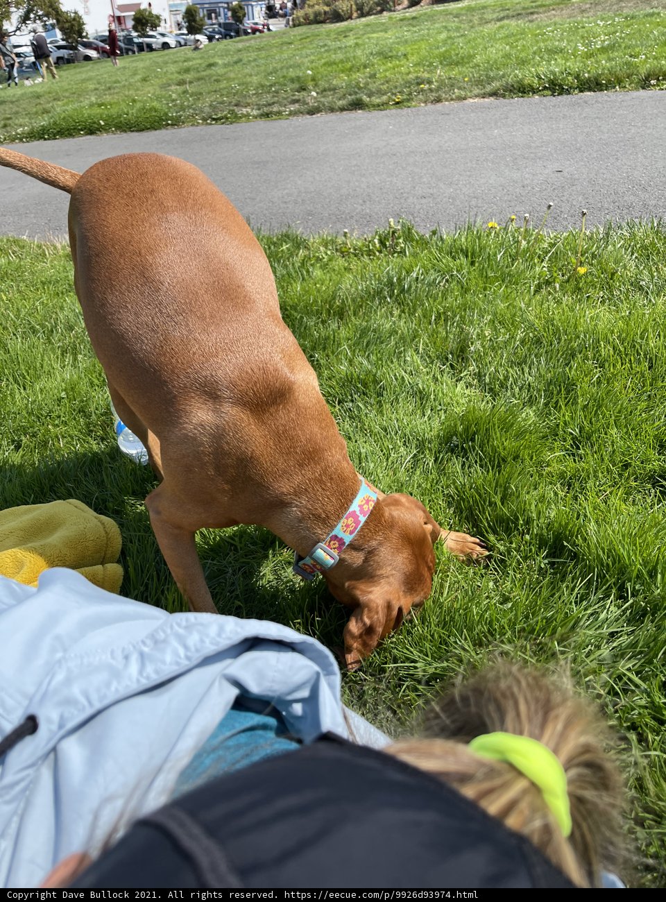 Canine Companion Sniffs Out Fun in the Park