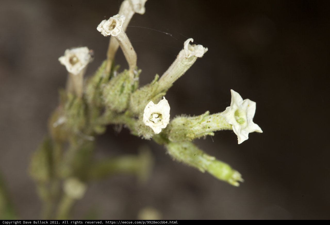 Delicate Acanthaceae Blossom