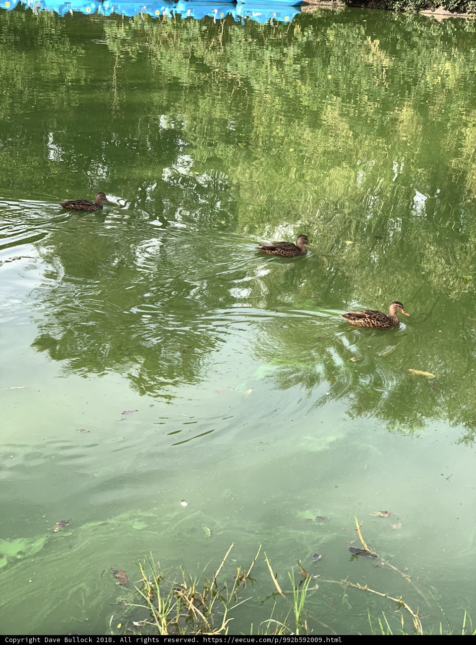A Flock of Ducks Enjoying A Peaceful Morning Swim