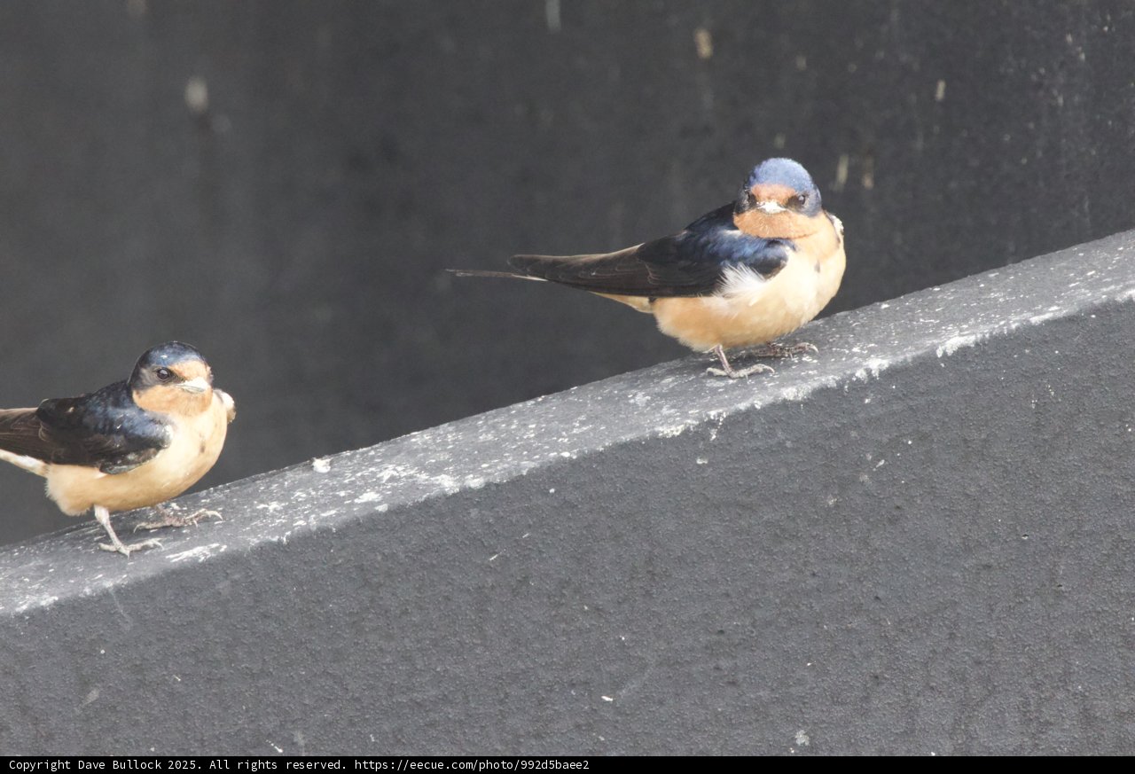 Feathered Companions