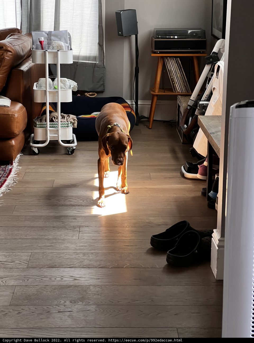 Sunbathing Beagle on Hardwood Floor