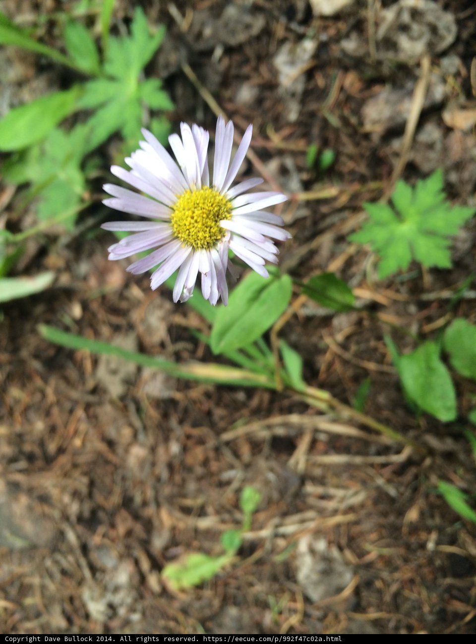 Solitary Daisy in Santa Fe Plaza