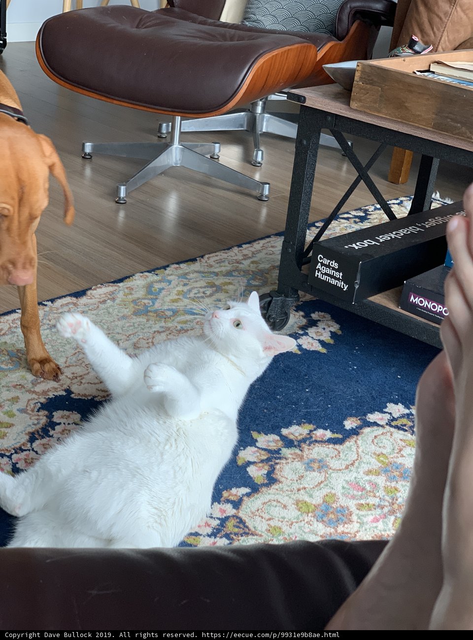 A Furry Friendship