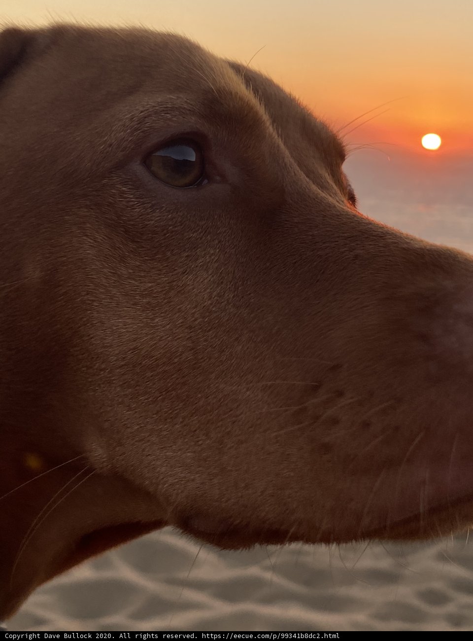 Sunset Serenade