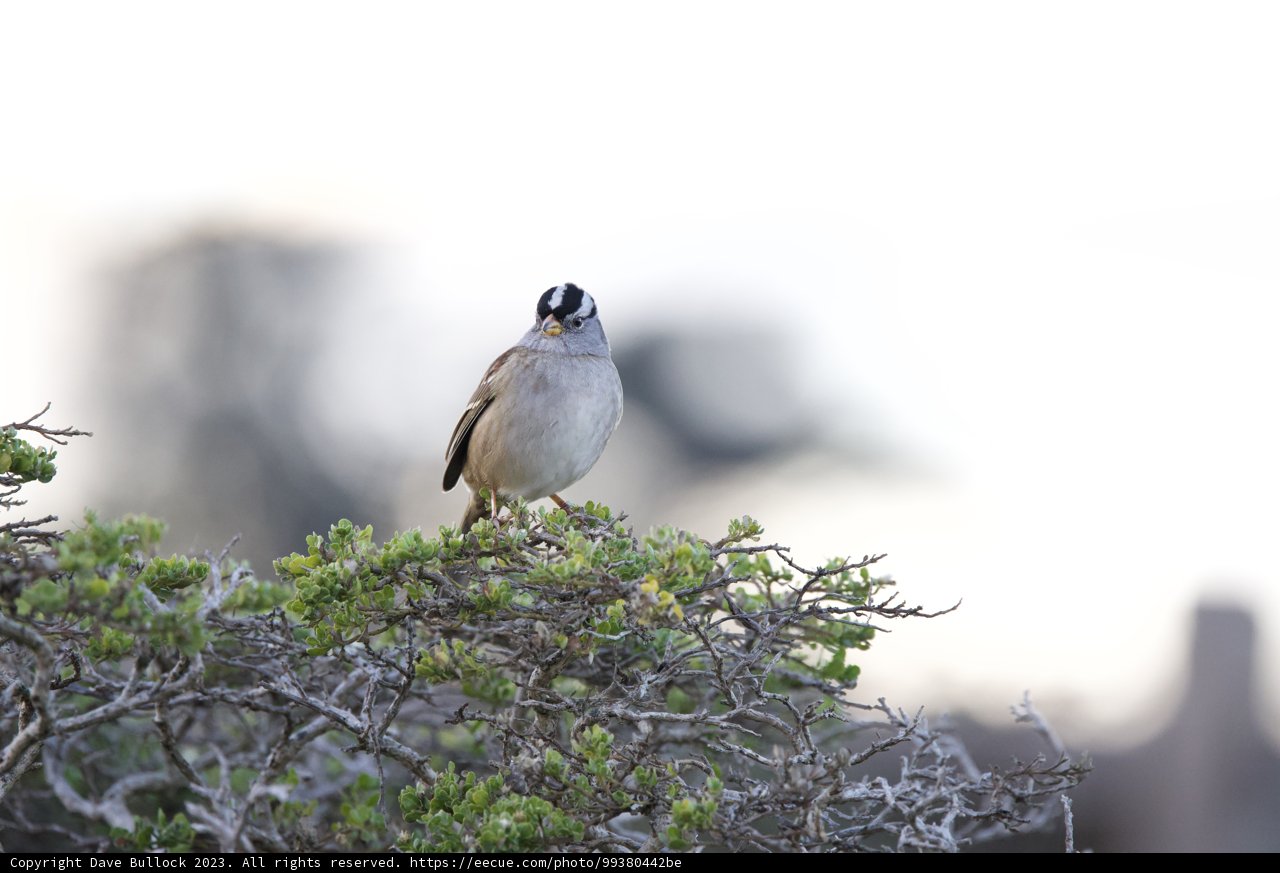 Sparrow Serenity