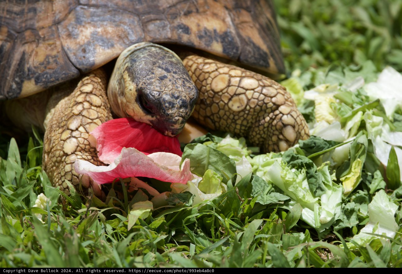 Midday Meal: A Tortoise at the Honolulu Zoo