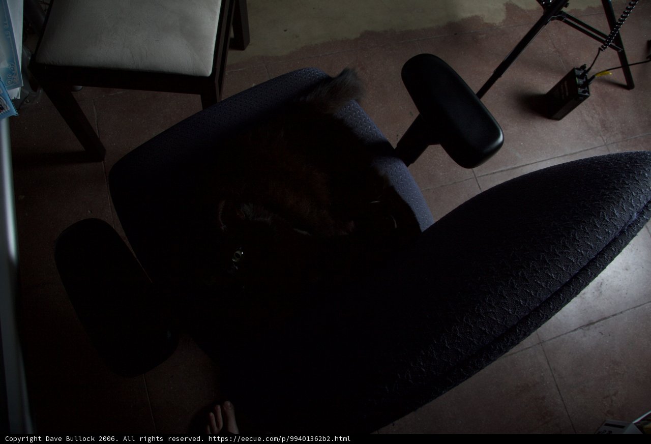 Cozy afternoon with furry companion