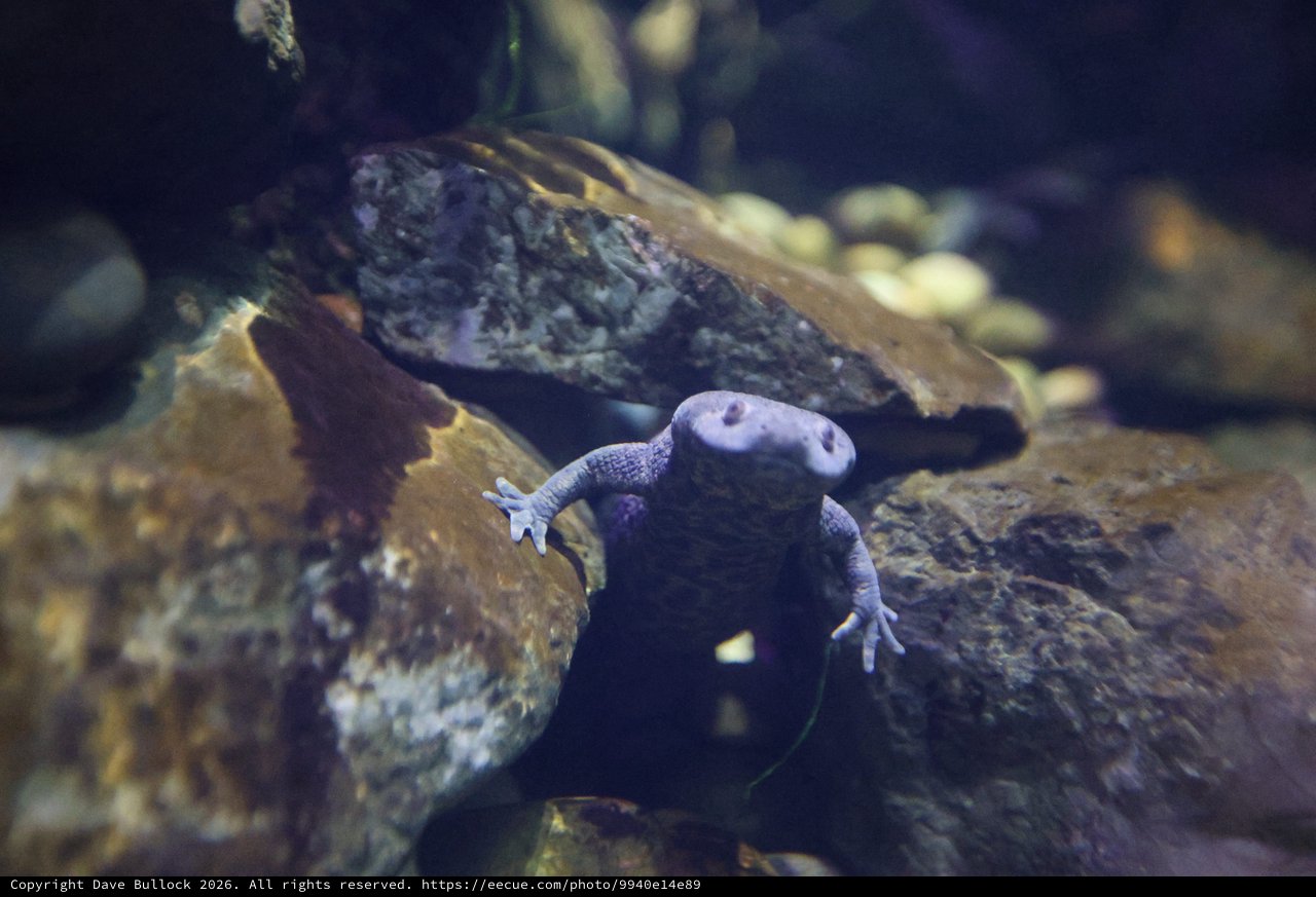 African Clawed Frog Resting on Aquarium Rocks
